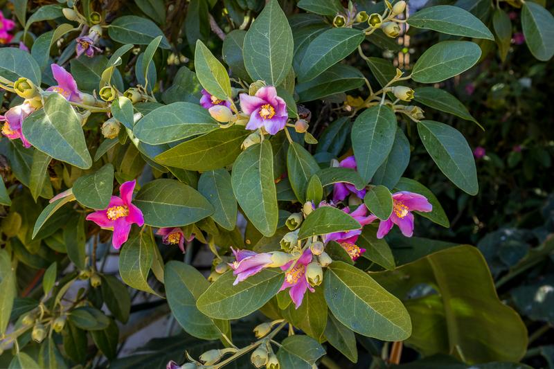 To Let 3 Bedroom Property for Rent in Green Point Western Cape